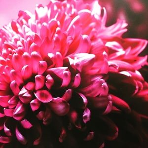 Meet your Posher, Annette